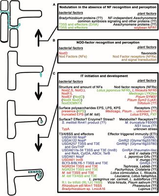 Varietas Delectat: Exploring Natural Variations in Nitrogen-Fixing Symbiosis Research